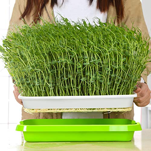 SUNPRO 2-Pack Seed Sprouter Tray with Humidity Lid, BPA Free Food Grade Soil-Free Sprouting Kit, Large Capacity Wheatgrass Grower & Microgreens Germination Station for Beans, Peas, Cat Grass (Green)