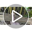 GAGINANG Plant Stakes Natural Garden Bamboo Sticks for Indoor and Outdoor, 20pcs for Tomatoes, Beans, Potted Plants - 18 inches