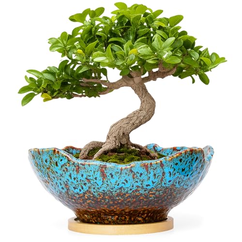 ARTKETTY Bonsai Pots - 9.06 Inch Large Plant Pots, Unique Succulent Pots with Drainage Tray, Ceramic Planters for Indoor Cactus Flower Plants Round Bonsai Tree Pots Decorative Home Office