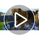 Peteast Foldable Dog Pool - Extra Large 71" x 39" x 12" Hard Plastic Portable Pet Bath Tub with Non-Slip & Reinforced Stability, Collapsible Design for Indoor Outdoor Backyard Use (Blue)