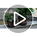 Quarut 3 Pack 10 inch Plant Pots,Whiskey Barrel Planters with Drainage Holes & Saucer, Plastic Decoration Flower Pots Imitation Wine Barrel Design, for Indoor & Outdoor Garden Home Plants (Brown)