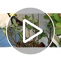 HANDLANDY Rose Pruning Gloves for Men & Women, Long Thorn Proof Gardening Gloves, Breathable Pigskin Leather Gauntlet, Best Garden Gifts & Tools for Gardener
