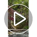 Kuhn Rikon Watermelon Knife, Serrated Fruit Slicer for Watermelon and Large Fruit, Long Blade for Clean Slicing, Easy Cutting Tool