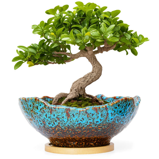 ARTKETTY Bonsai Pots - 9.06 Inch Large Plant Pots, Unique Succulent Pots with Drainage Tray, Ceramic Planters for Indoor Cactus Flower Plants Round Bonsai Tree Pots Decorative Home Office
