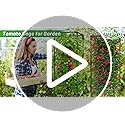 Legigo 6 Pack Square Tomato Cages- 60 Inch Heavy Duty Tomato Trellis for Climbing Plants Outdoor, Tomato Plant Support Stakes Cage Garden Trellis for Garden Raised Garden Bed Cucumbers Vegetables
